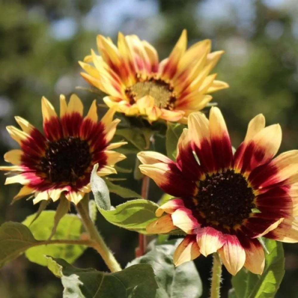 Auringonkukka 'Floren'