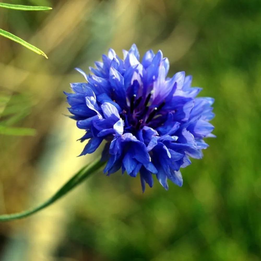 Ruiskaunokki 'Blue Ball', sininen