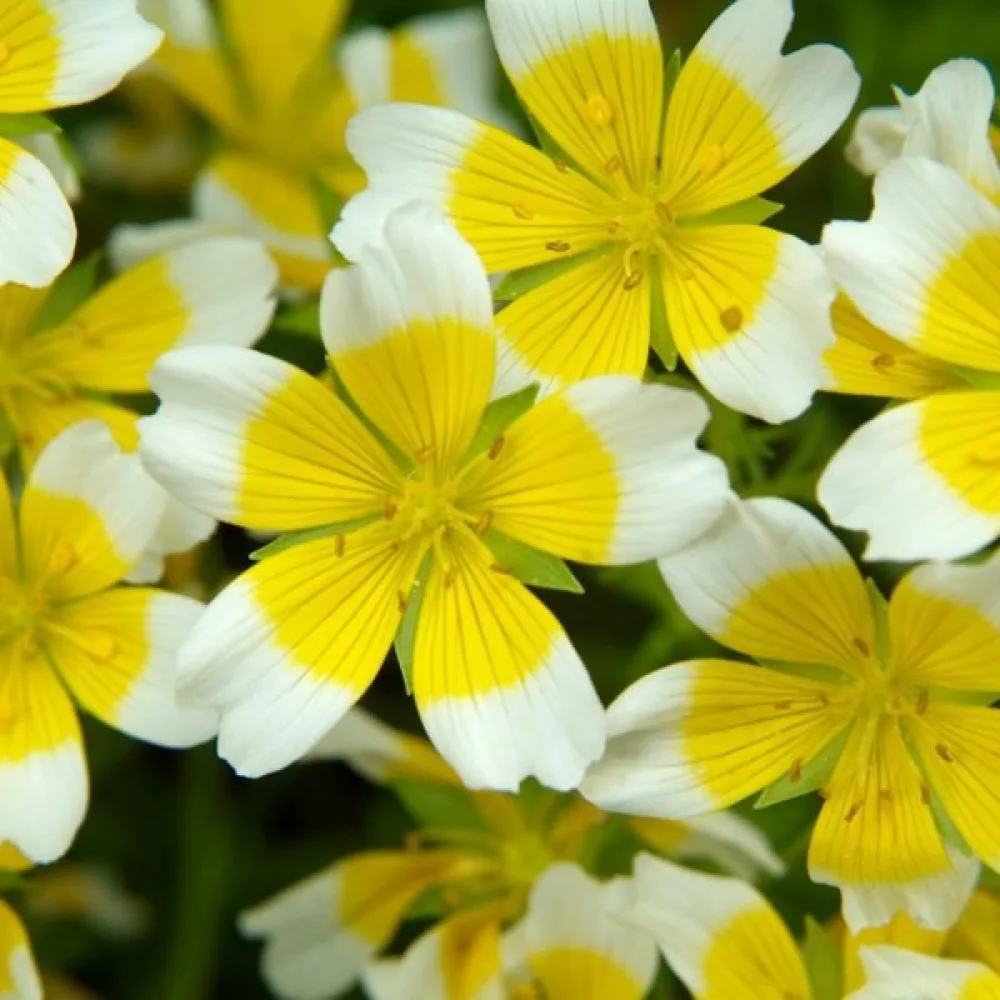 Limnanthes douglasii