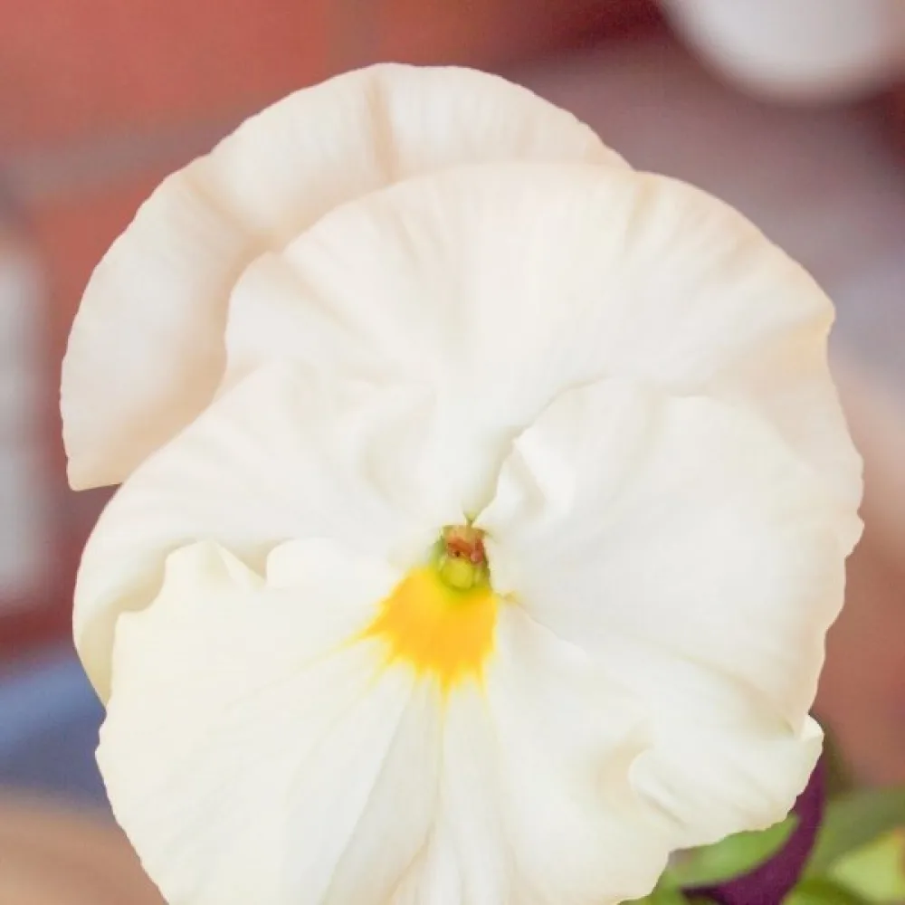 Tarhaorvokki 'Firnenschnee'