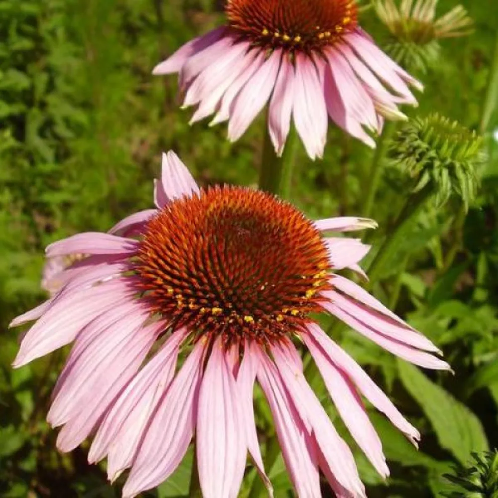 Punahattu Echinacea, vaaleanroosa