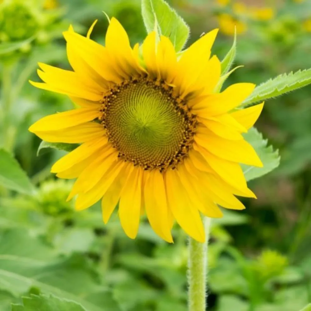 Auringonkukka 'Sunspot Gold'