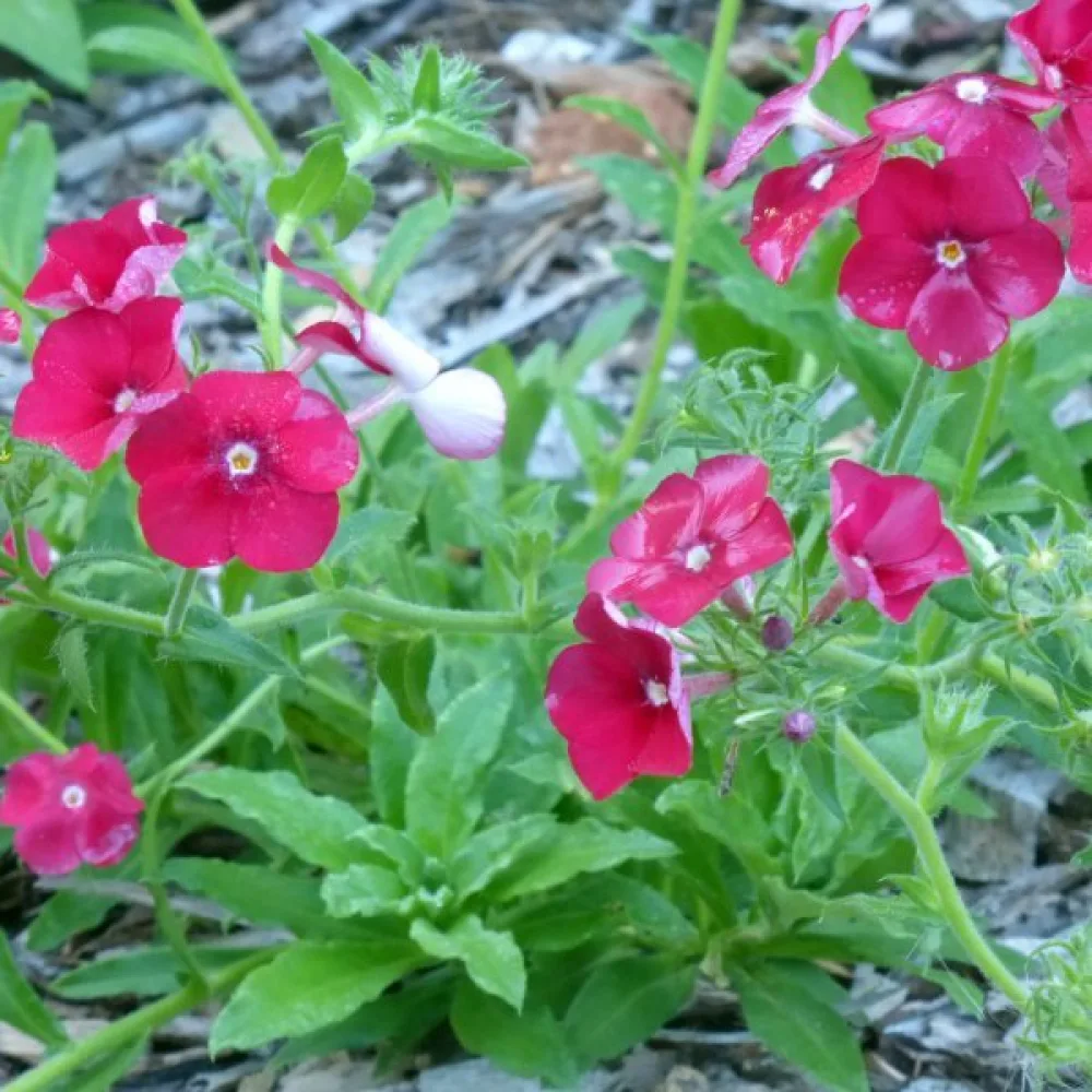 Kesäleimu 'Coccinea'