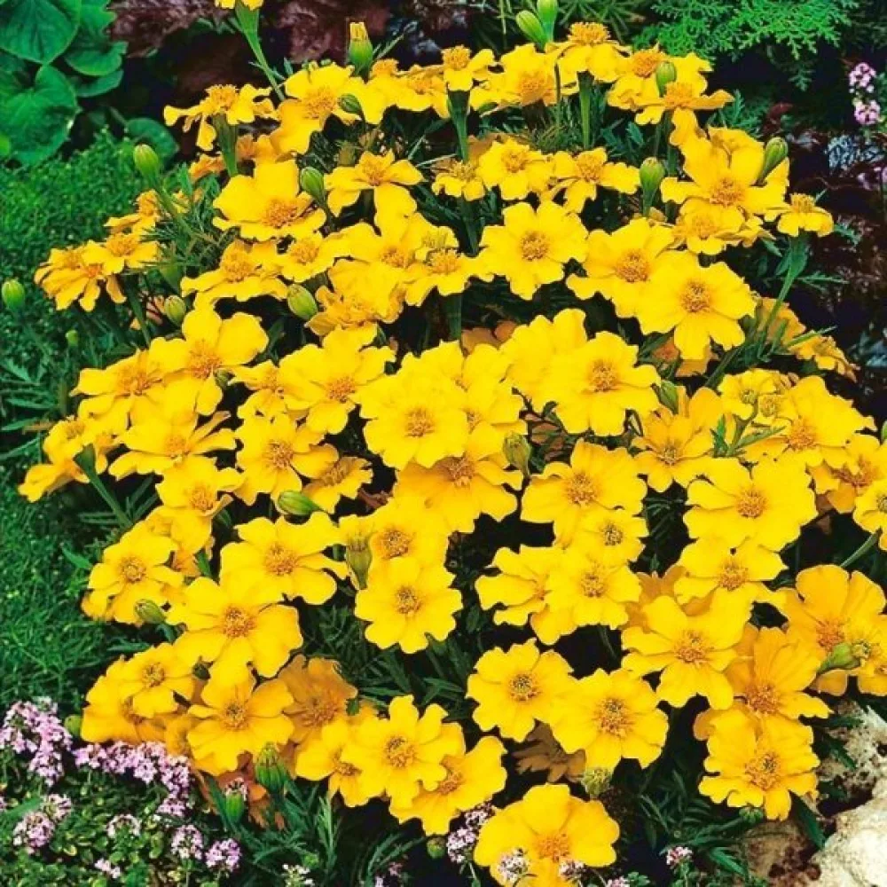 Ruusukesamettikukka 'Sunny Yellow'