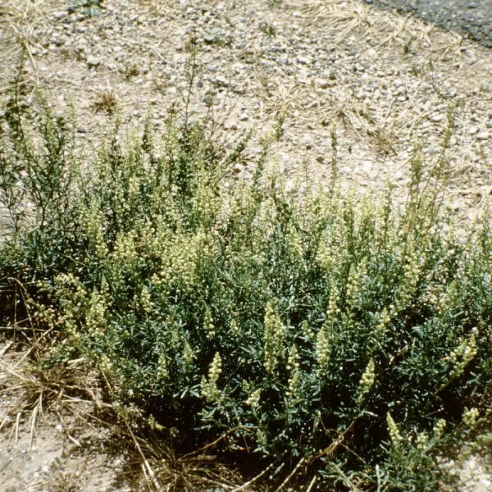 Keltareseda