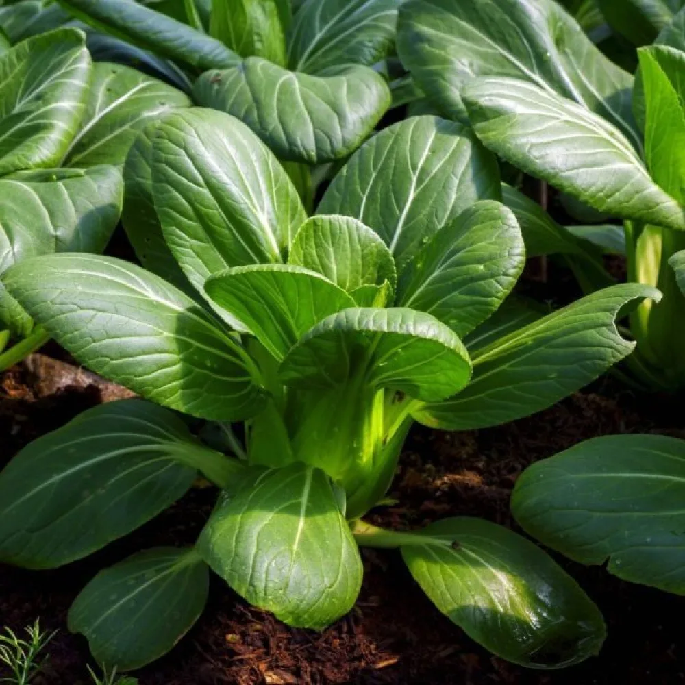 Pak choi, vihreä