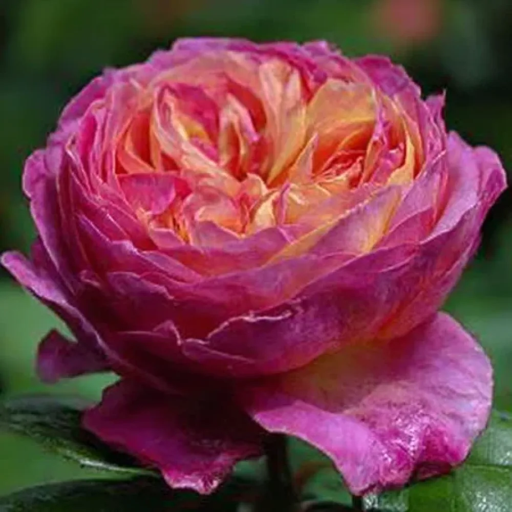 Ruusu 'Tender Pink Flirt' – paljasjuurinen