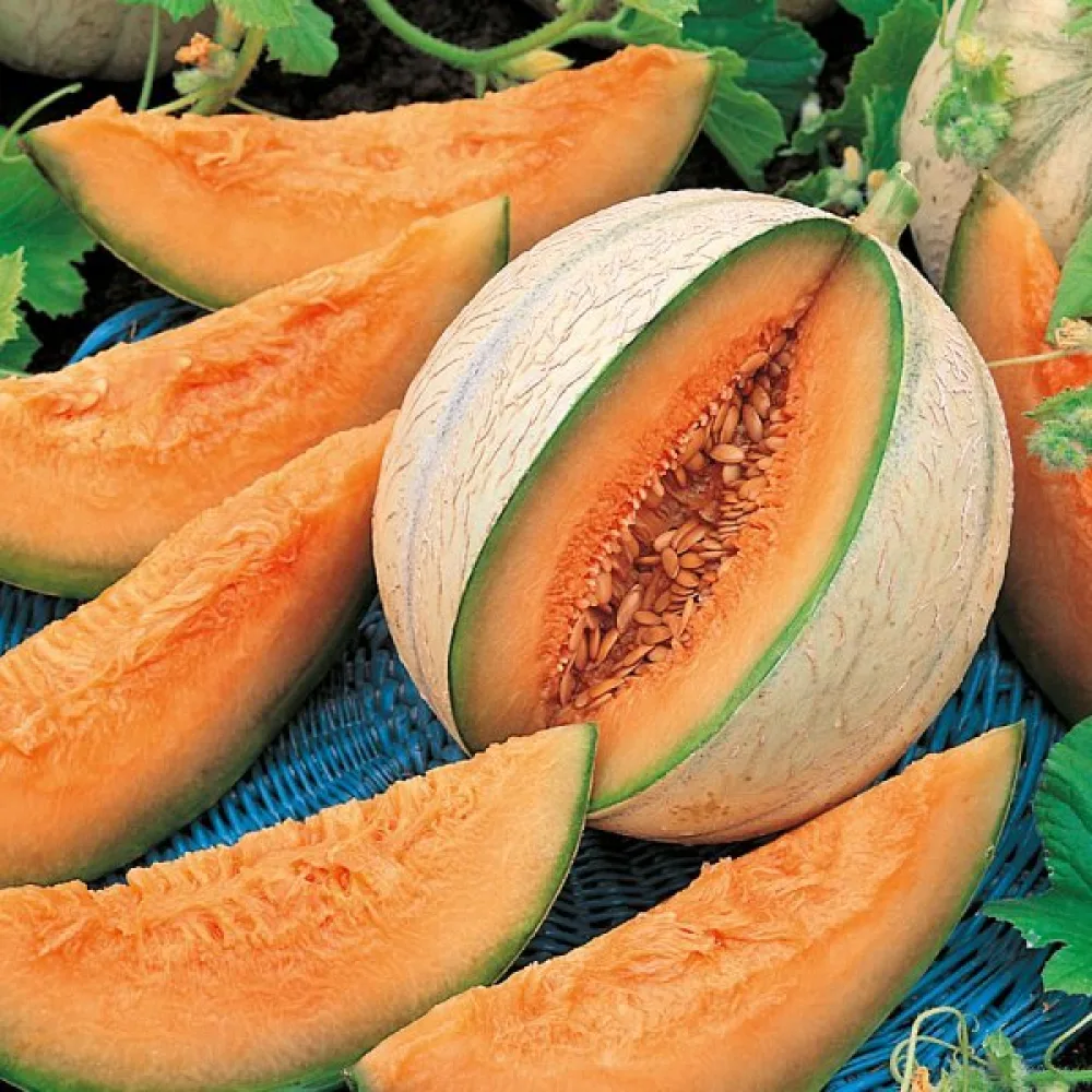 Meloni 'Cantalupo di Charentais'