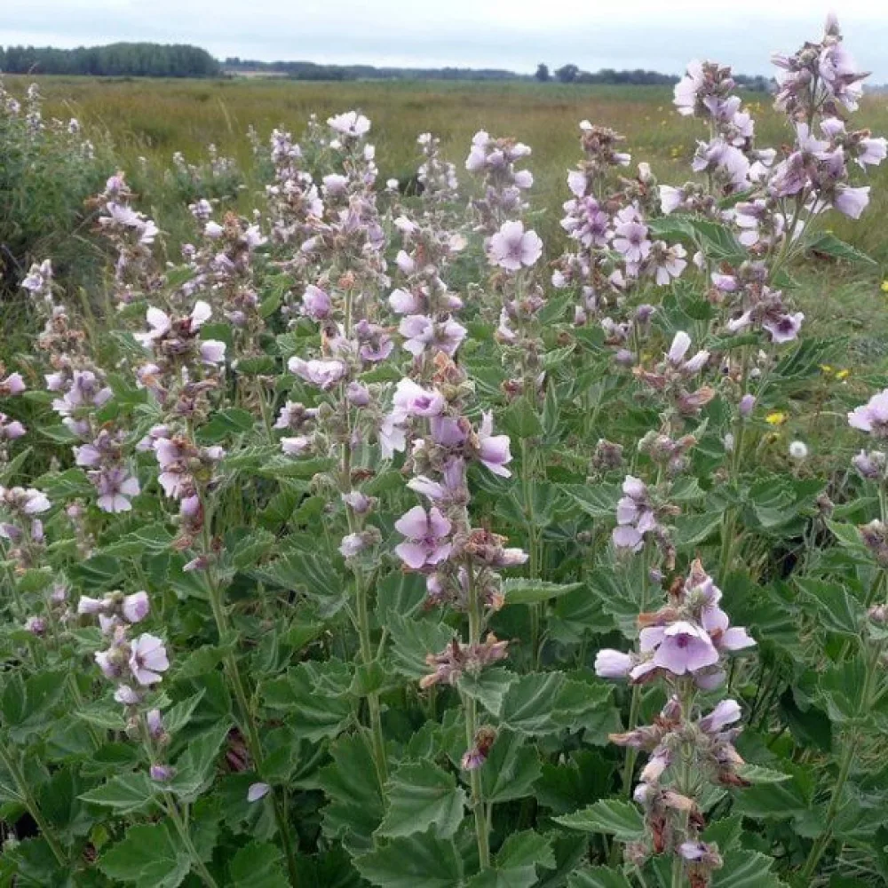 Rohtosalkoruusu Althaea officinalis