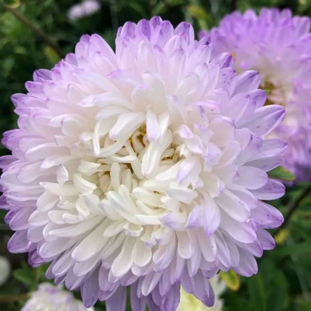 Kesäasteri 'Apollonia' – hopeanroosa