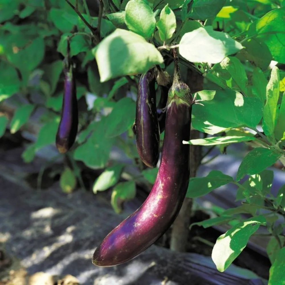 Munakoiso 'Early Long Purple 3'