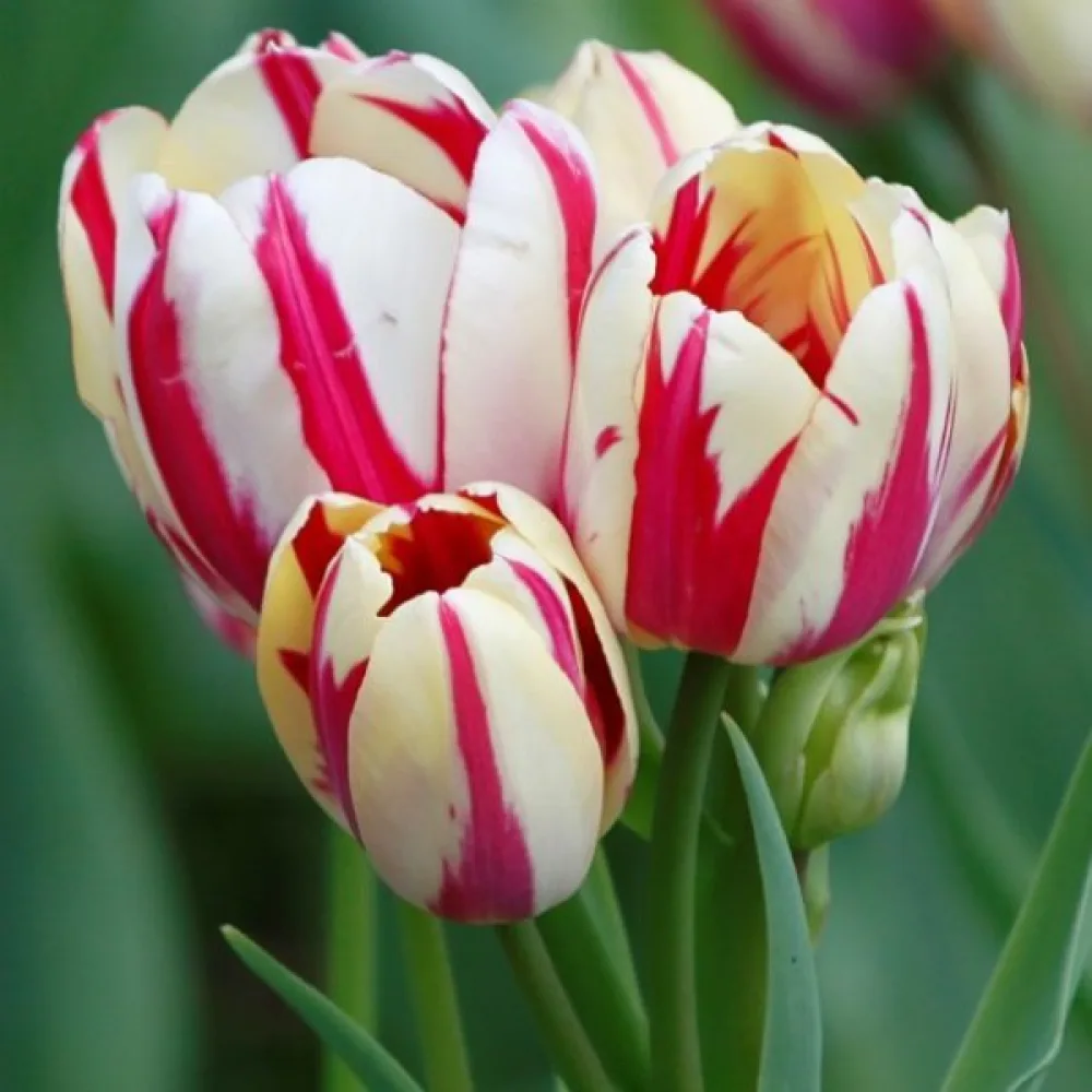Tulppaani 'Flaming Club'
