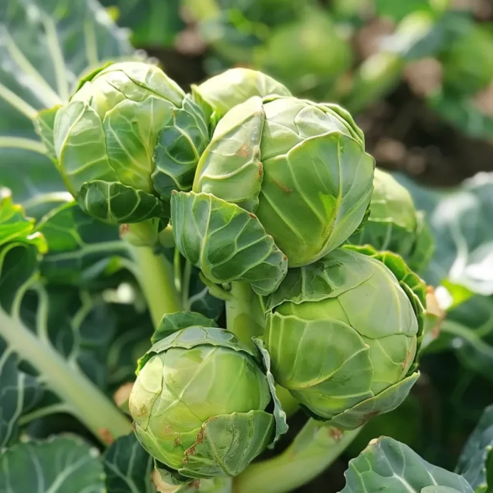 Ruusukaali 'Groninger'