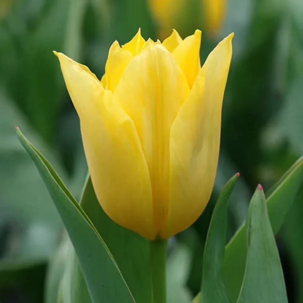 Tulppaani 'Yellow Purissima'