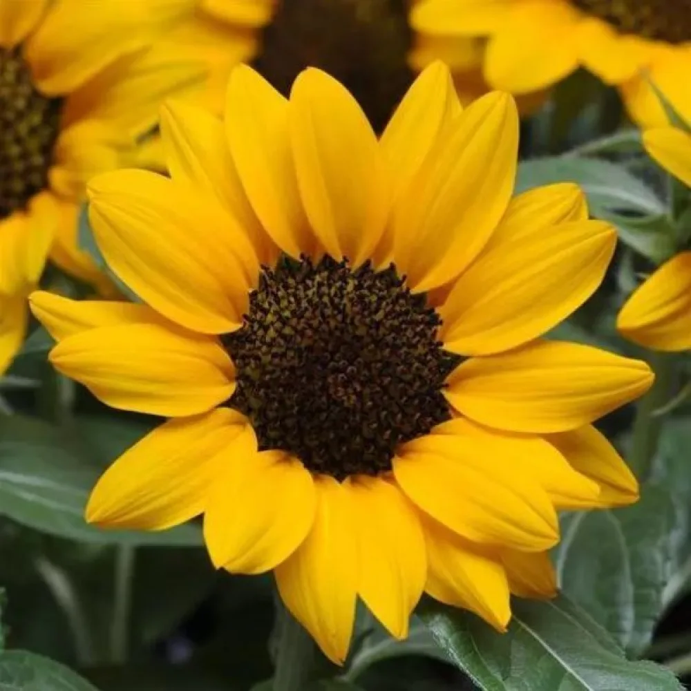 Auringonkukka 'Sunshine'