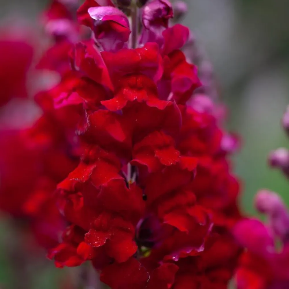 Leijonankita 'Ruby'
