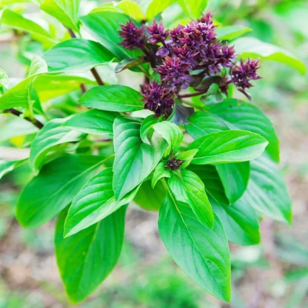 Basilika 'Cinnamon'