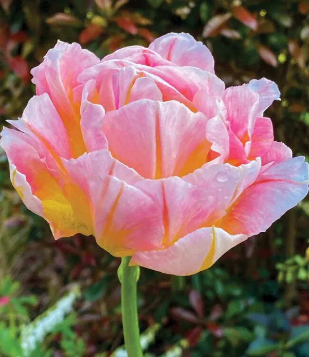 Tulppaani 'Password'