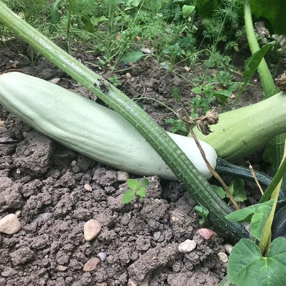 Kesäkurpitsa 'Lungo Bianco di Sicilia'