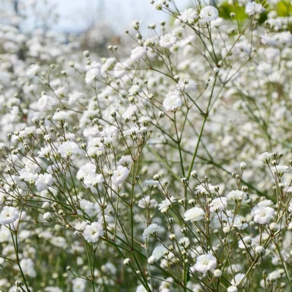 Morsiusharso 'Snowflake', valkoinen