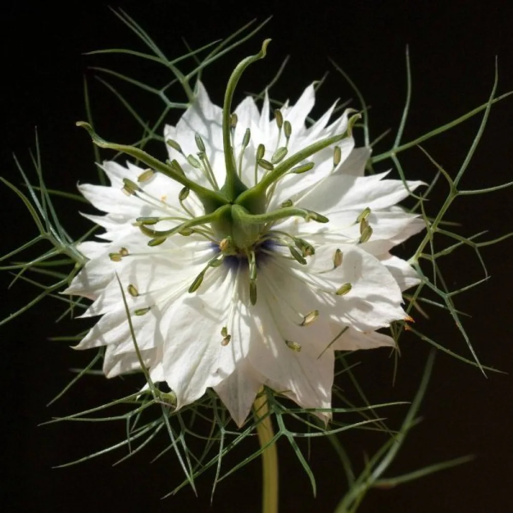 Neidonkukka 'Miss Jekyll' – puhtaanvalkoinen