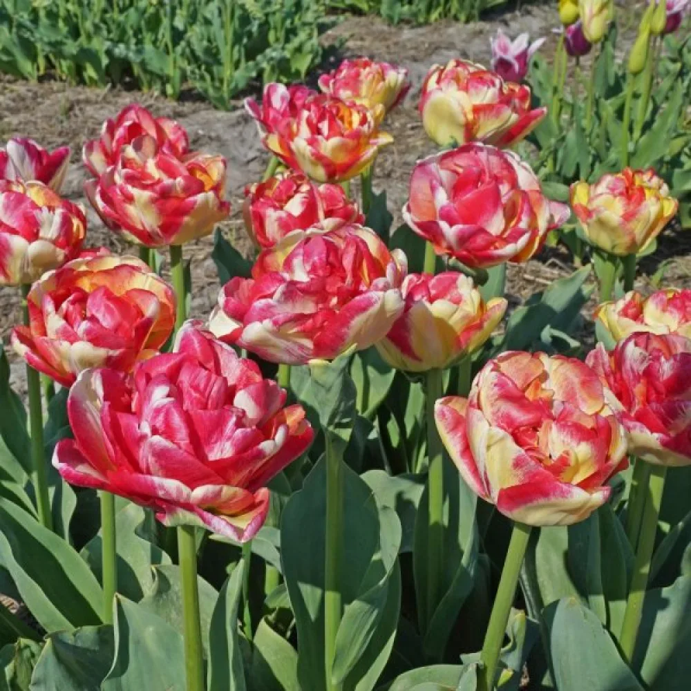 Tulppaani 'Double Blizz'