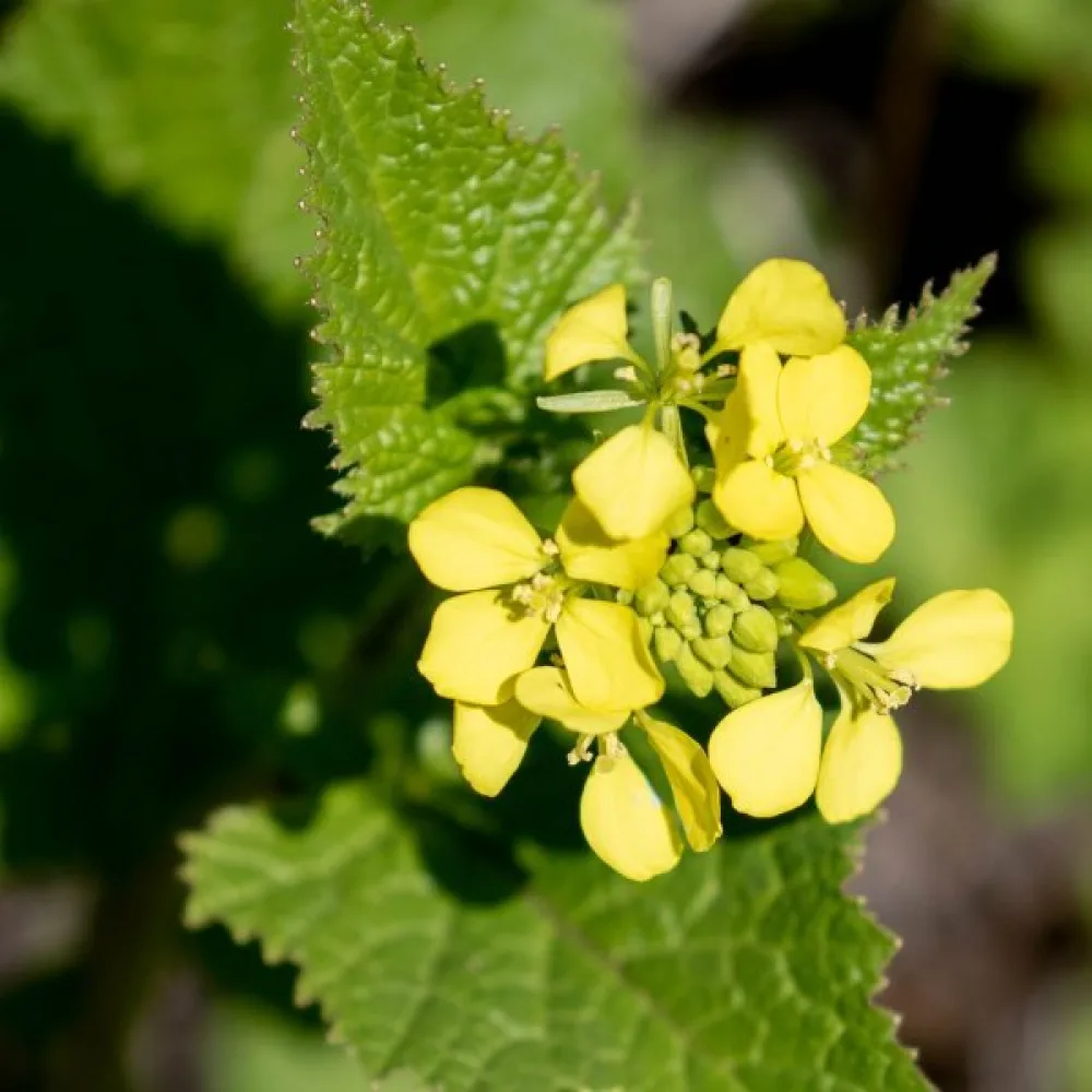 Mustasinappi Brassica nigra