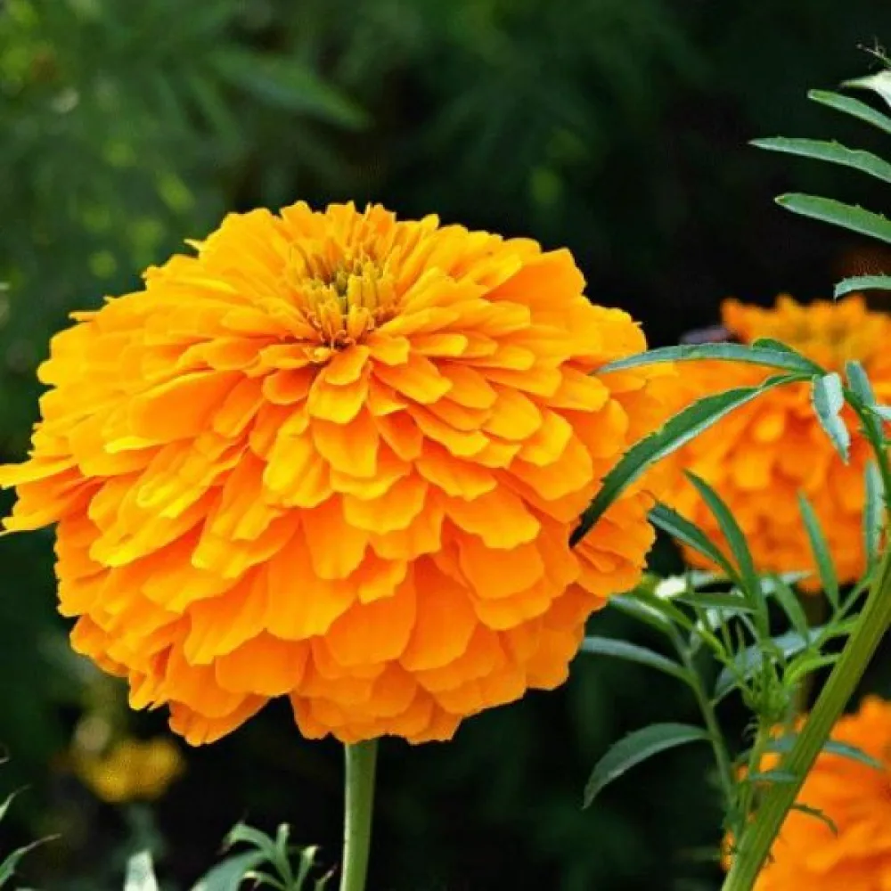 Ruusukesamettikukka 'Petite Orange'