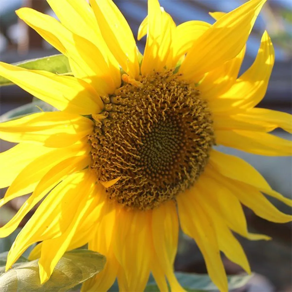 Auringonkukka 'Yellow Giant'