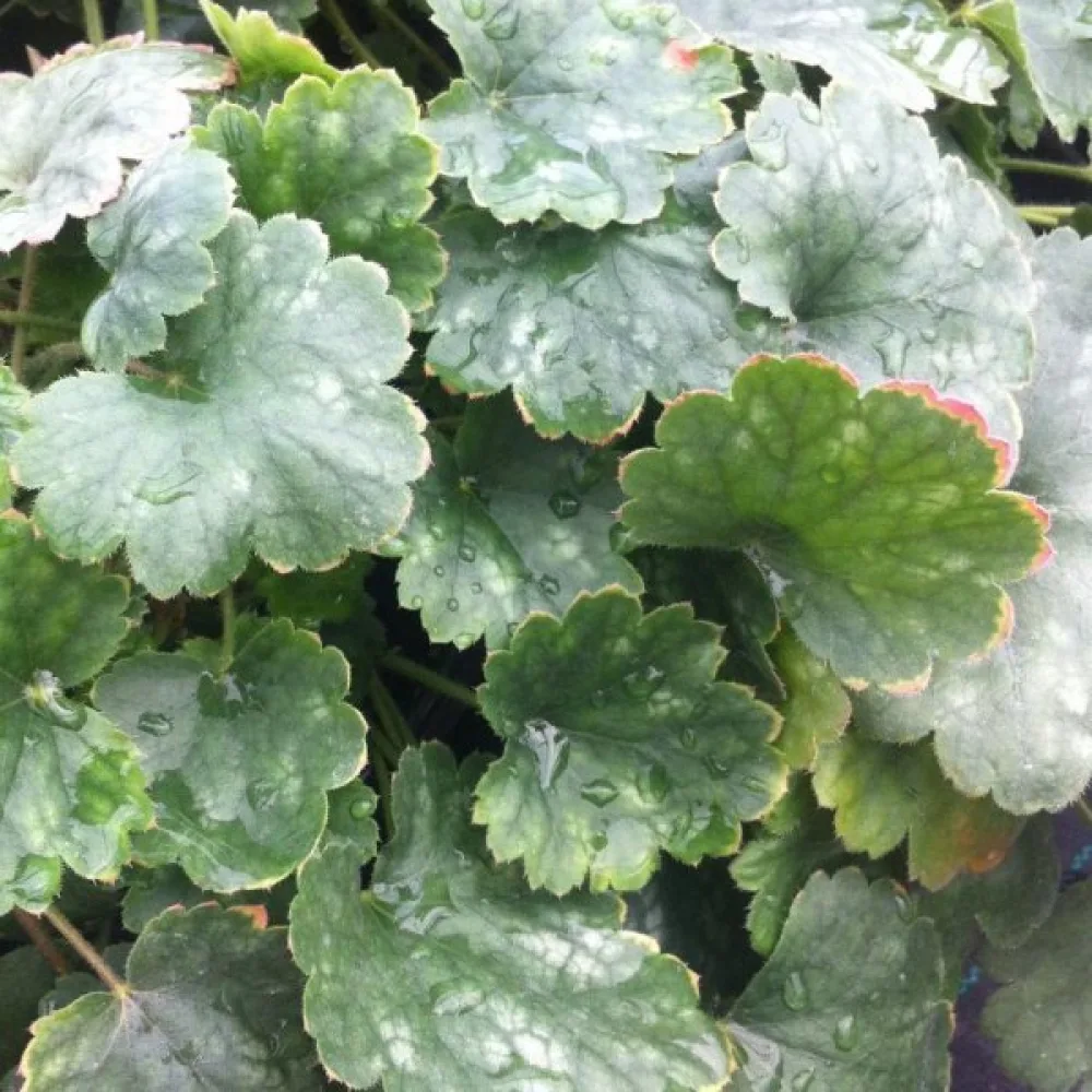 Verikeijunkukka 'Bressingham' – sekoitus