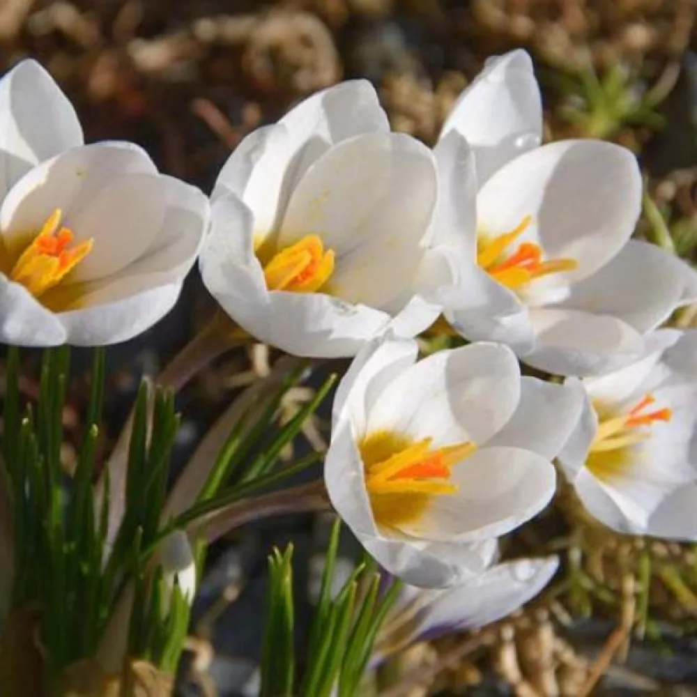 Krookus 'Snowbunting'