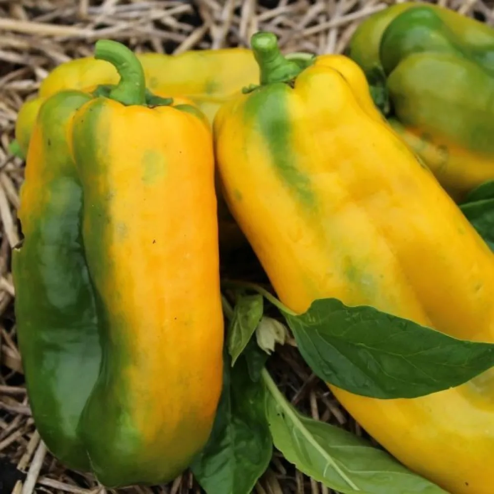 Paprika 'Quadrato d'Asti Giallo'