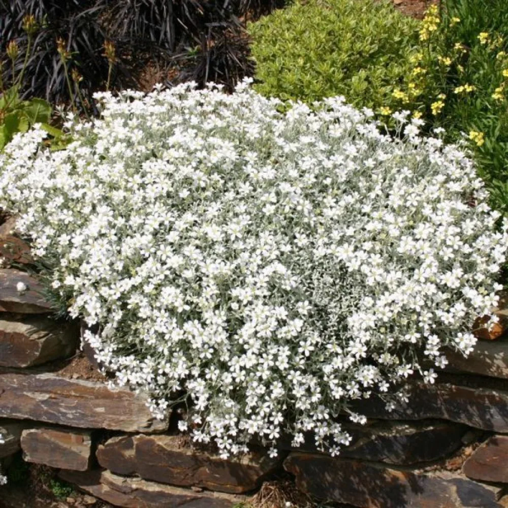 Härkki Cerastium biebersteinii, valkoinen