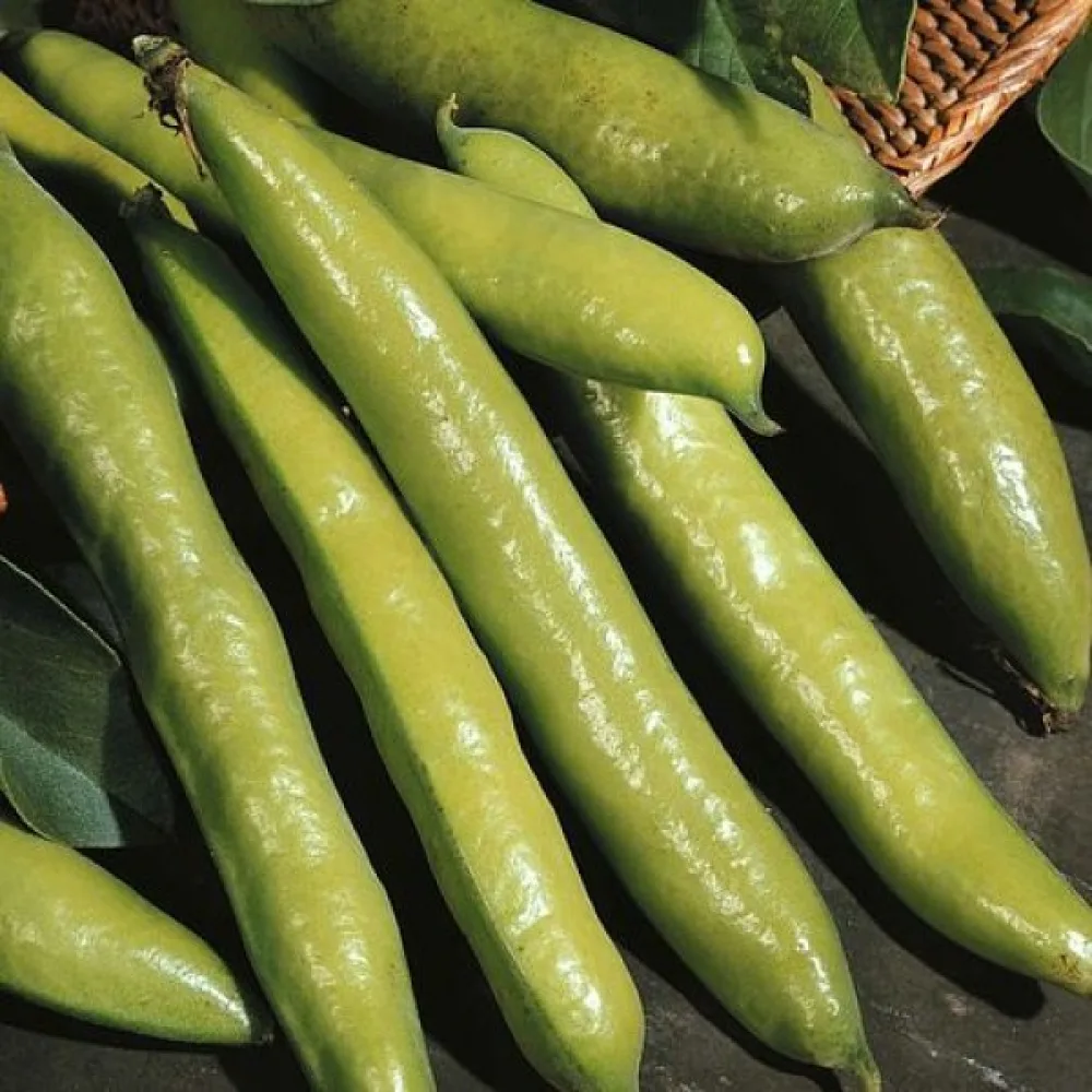 Härkäpapu 'Aguadulce Supersimonia'