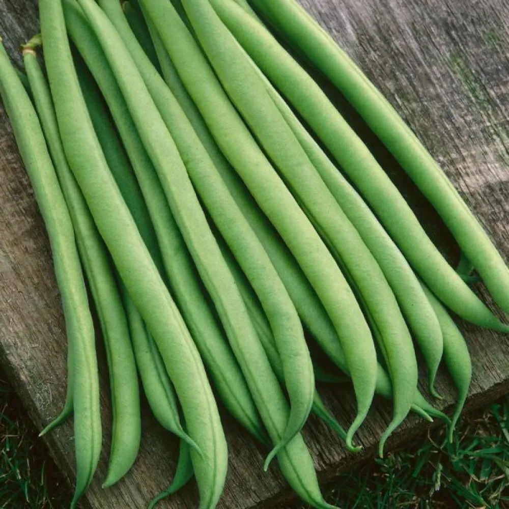 Tarhapapu 'Topcrop'