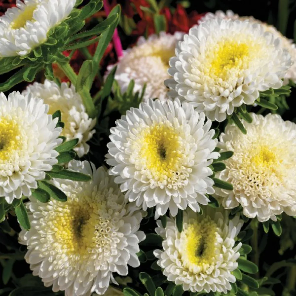Kesäasteri 'Baronesse' – valkoinen