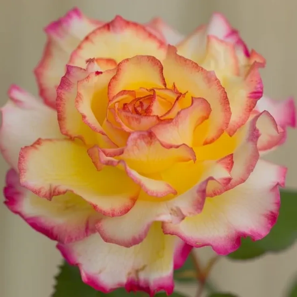Ruusu 'Warm Embrace' – paljasjuurinen