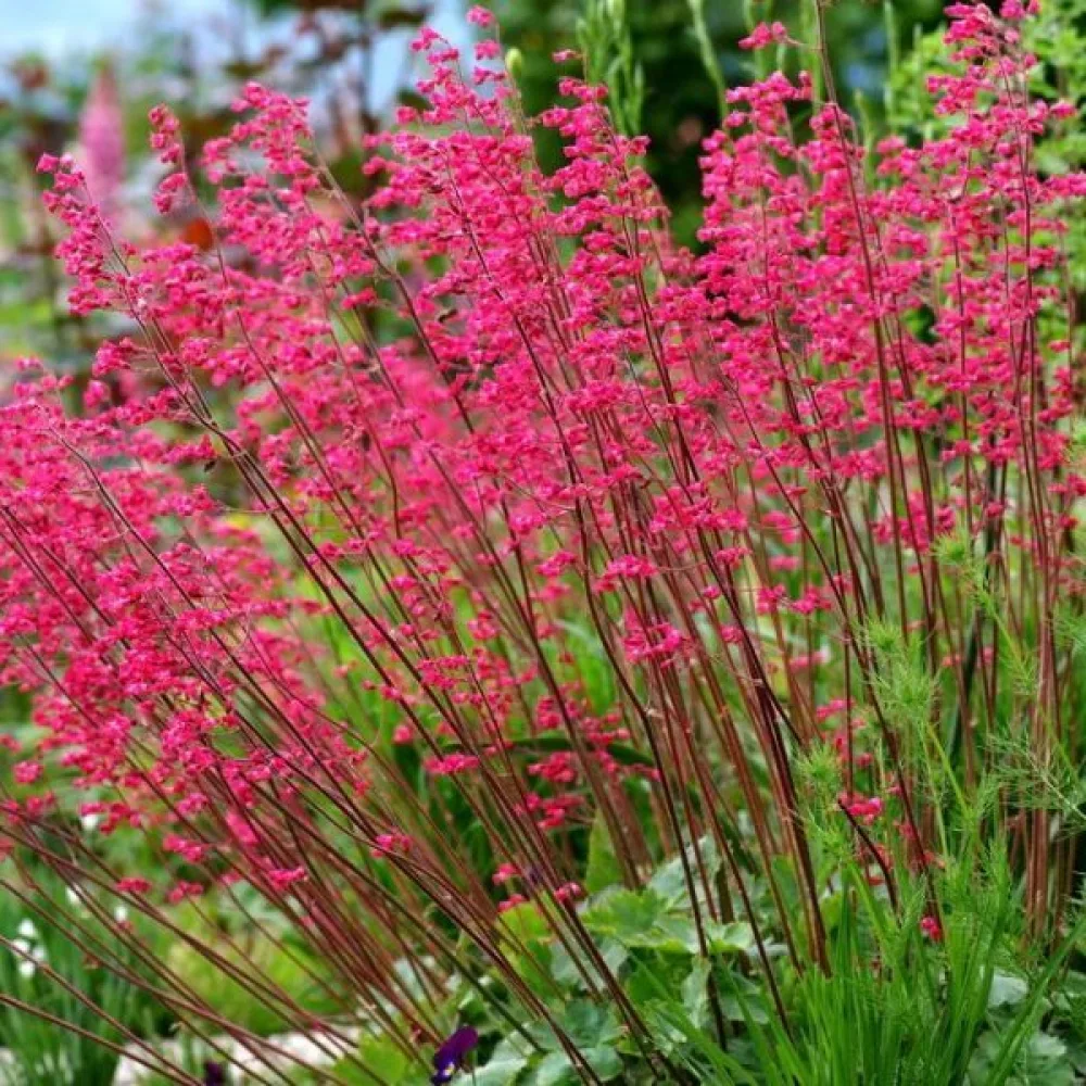 Verikeijunkukka 'Bressingham' – sekoitus