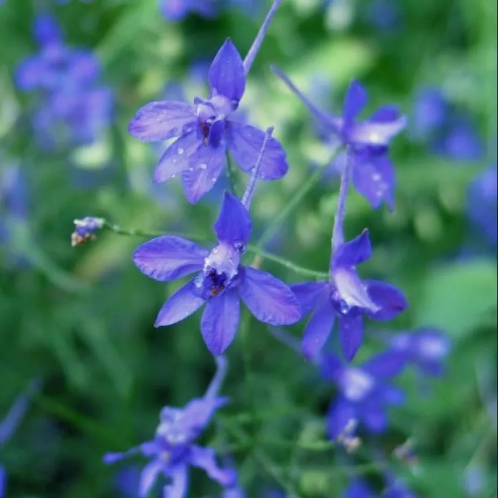 Kesäritarinkannus 'Blue Cloud'