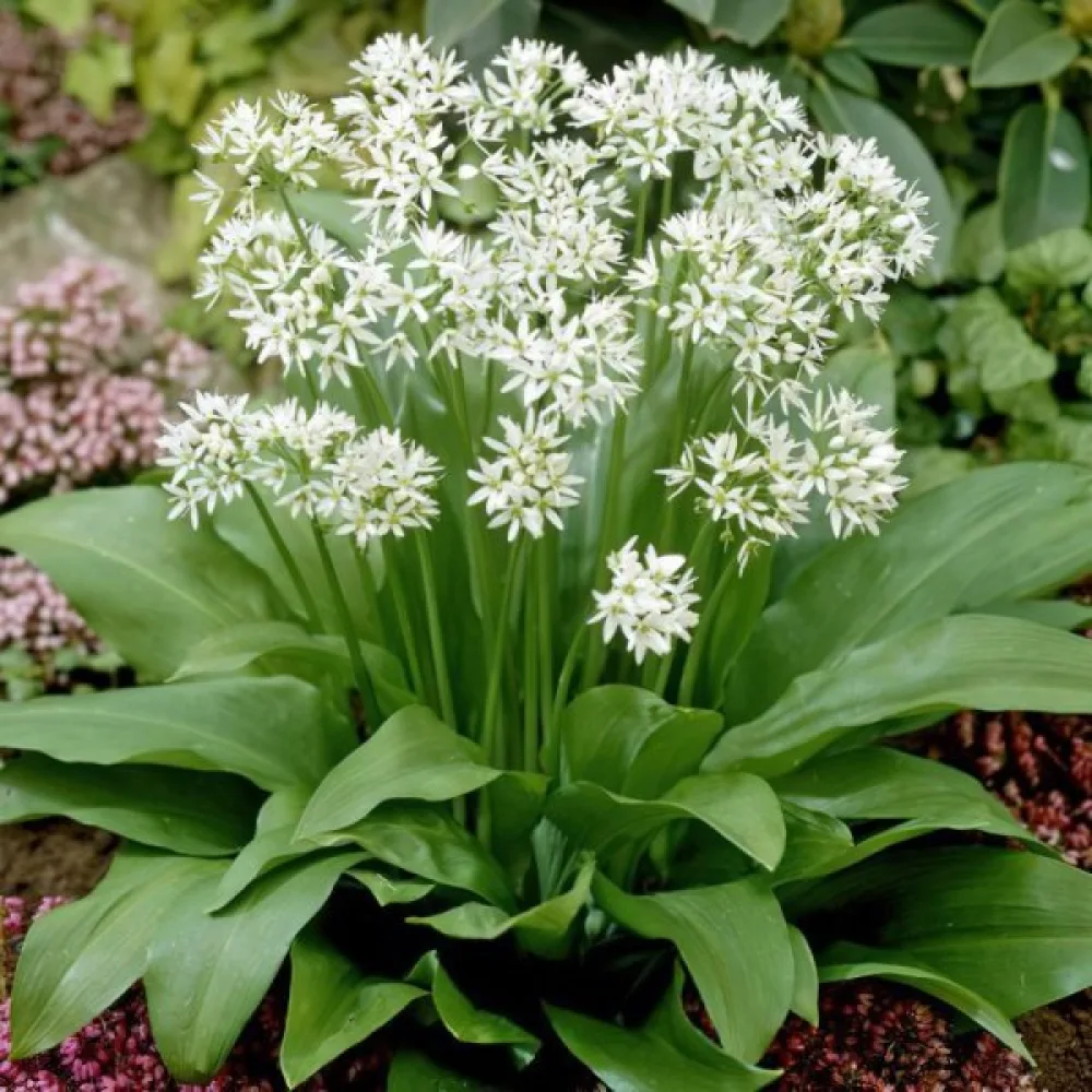 Karhunlaukka Allium ursinum