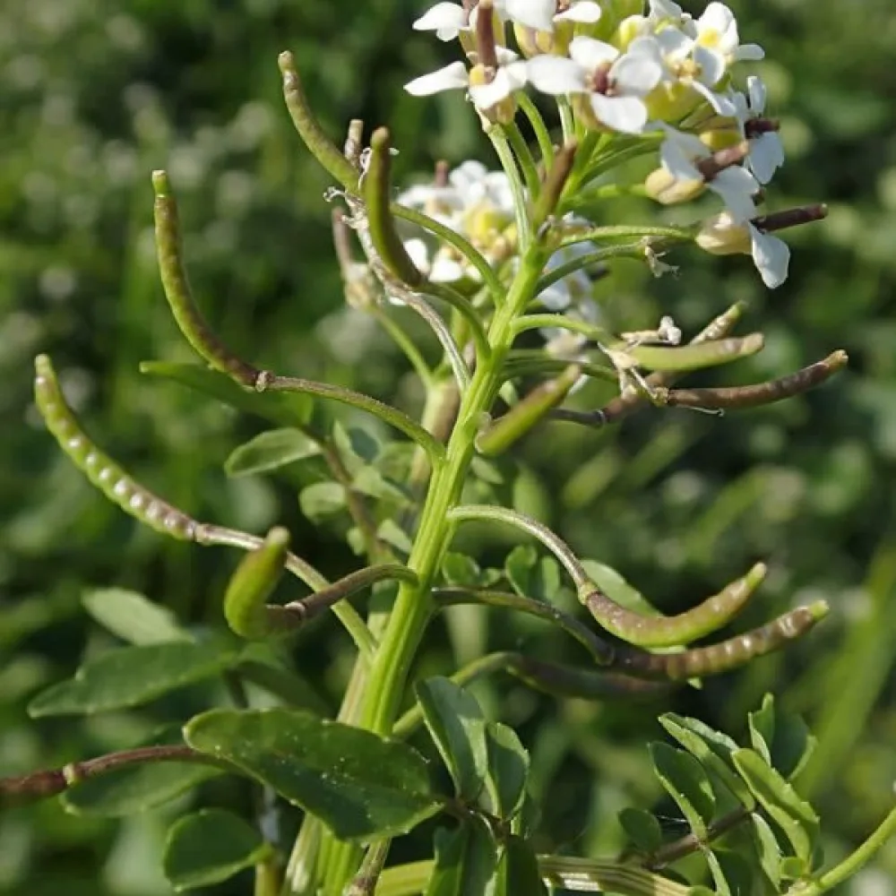 Vihanneskrassi – mikroversoiksi