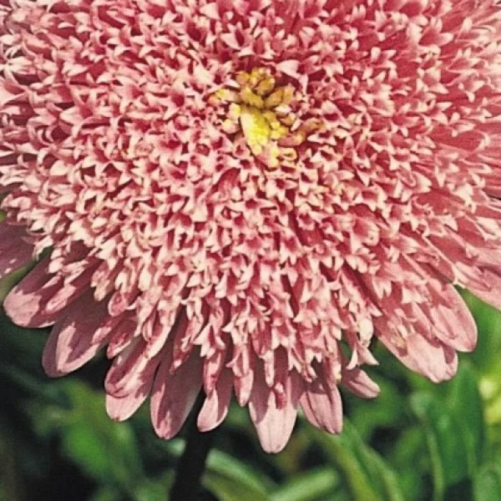 Kesäasteri 'Princess' – lohenpunainen