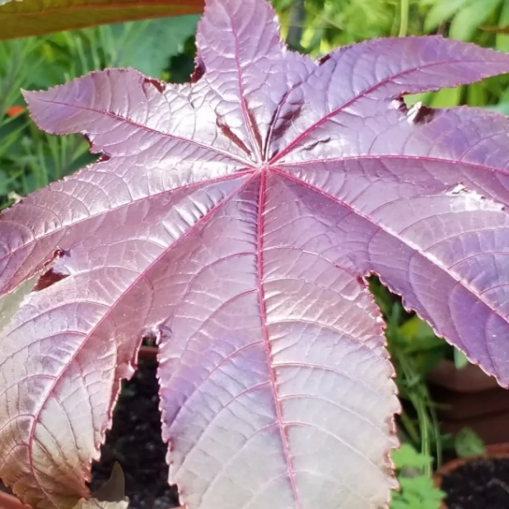 Risiini 'Gibsonii'