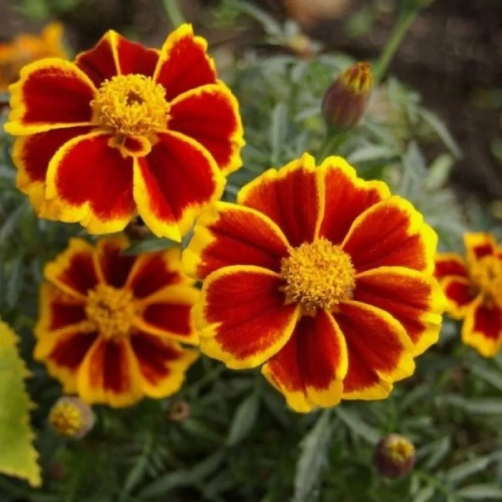 Ruusukesamettikukka 'Red Marietta'