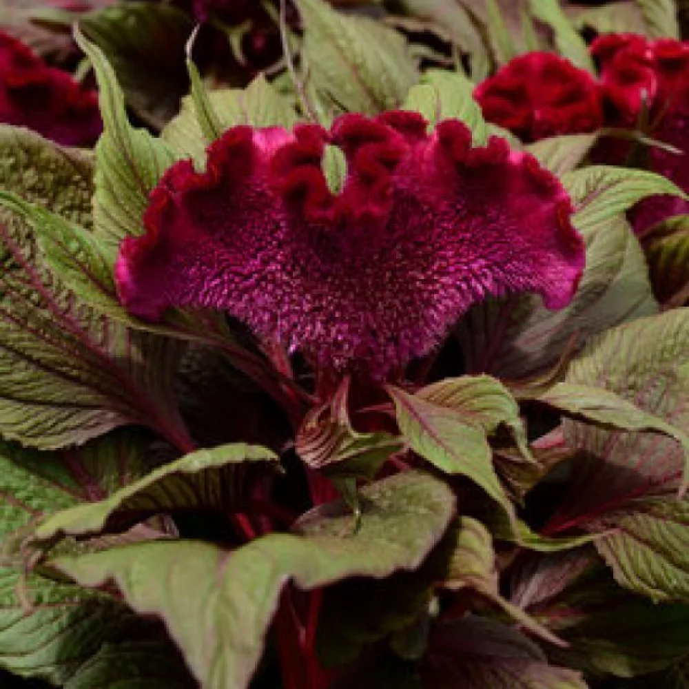 Kukonharja 'Empress', purppuranpunainen
