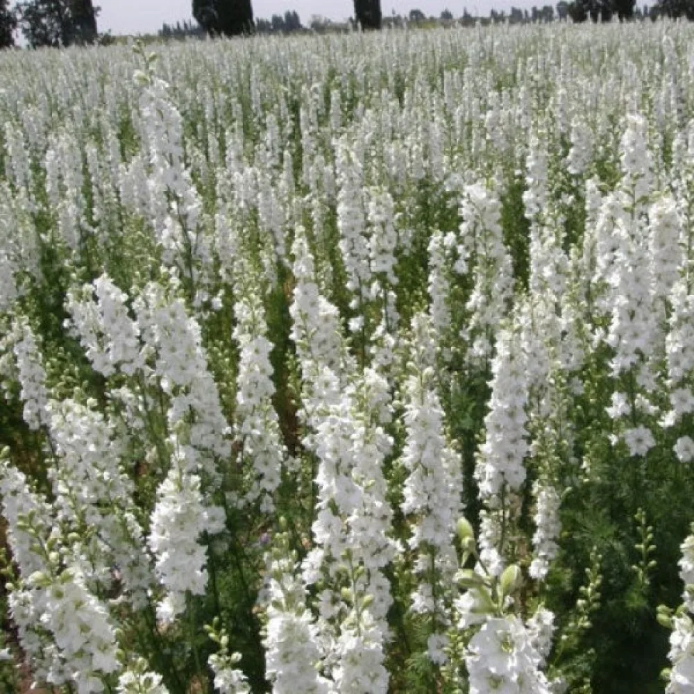Kesäkukonkannus 'White King' – valkoinen