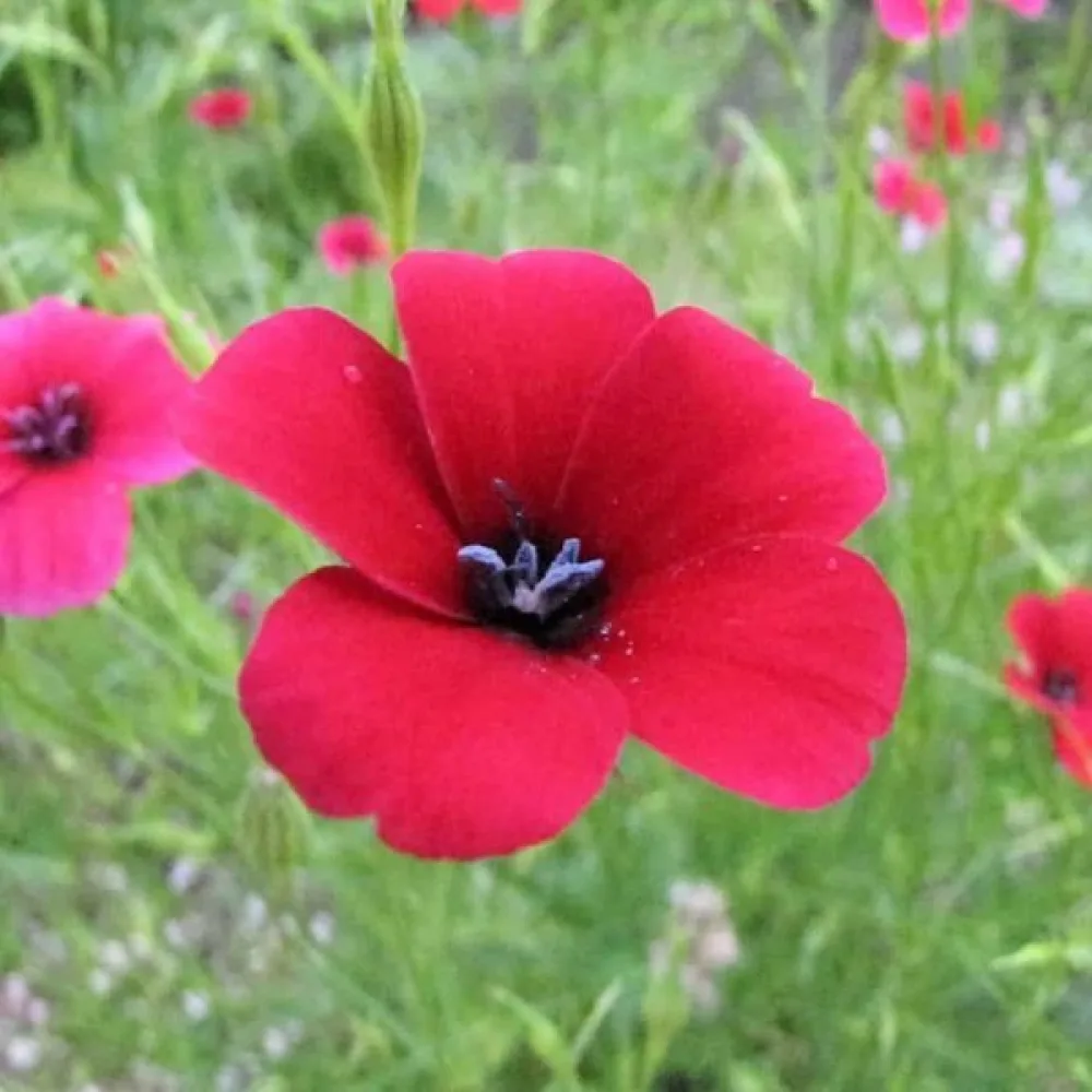 Viskaria 'Dazzling Scarlet'