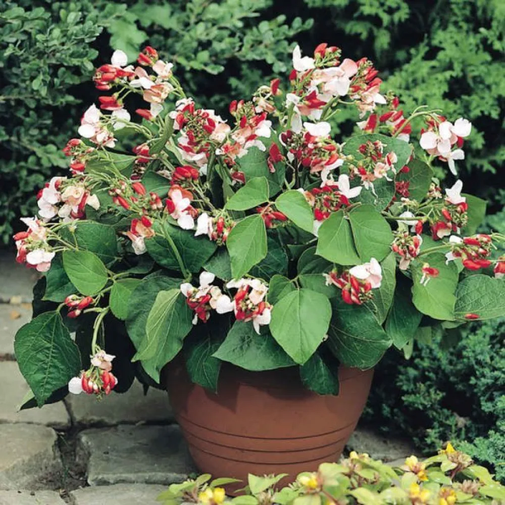 Ruusupapu 'Hestia'