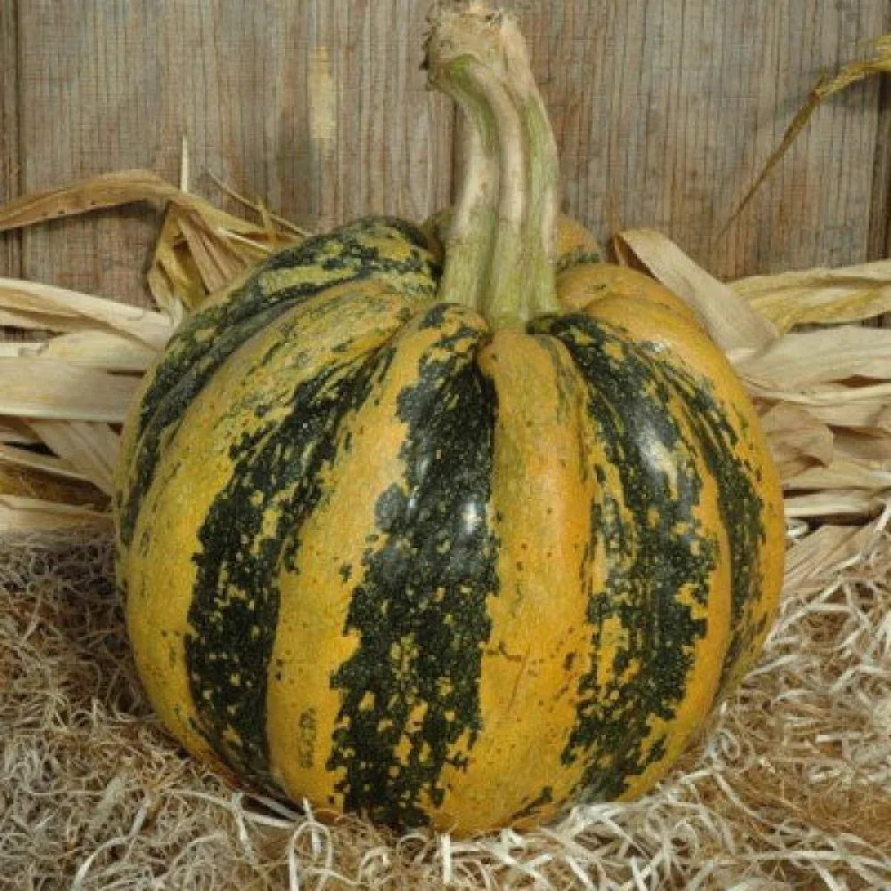 Kurpitsa 'Tonda Padana'