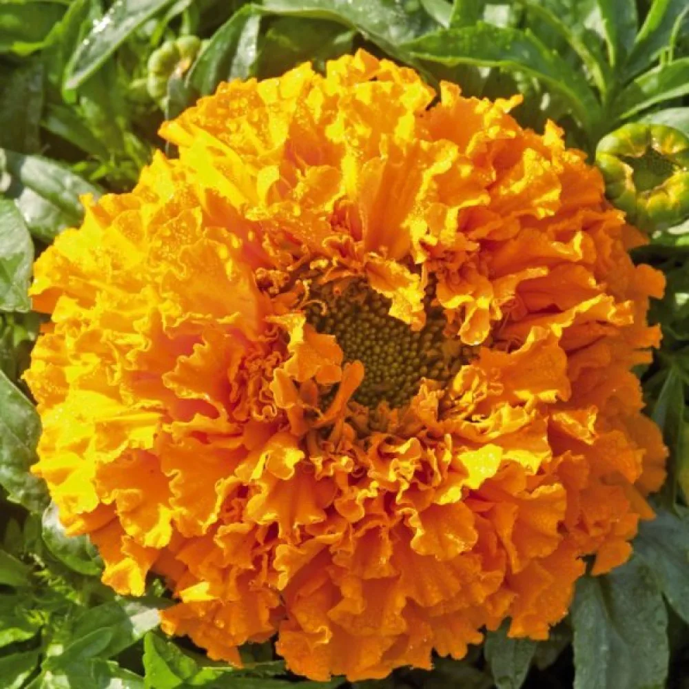 Kookossamettikukka 'Cupid Orange'